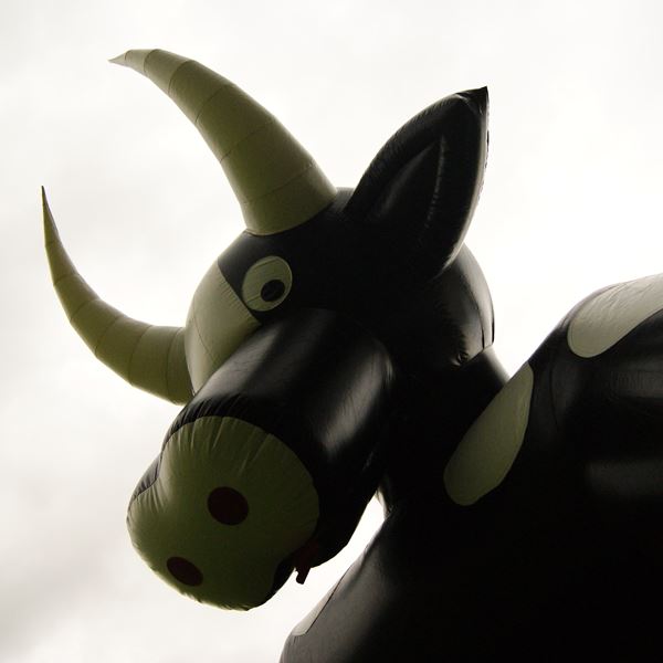 Hüpfburg Kuh mit dach☂️